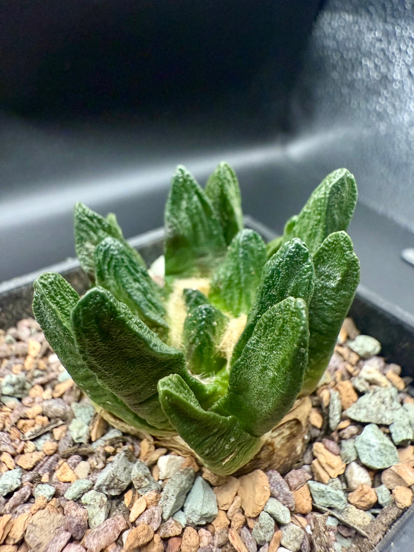 Ariocarpus Scapharostrus