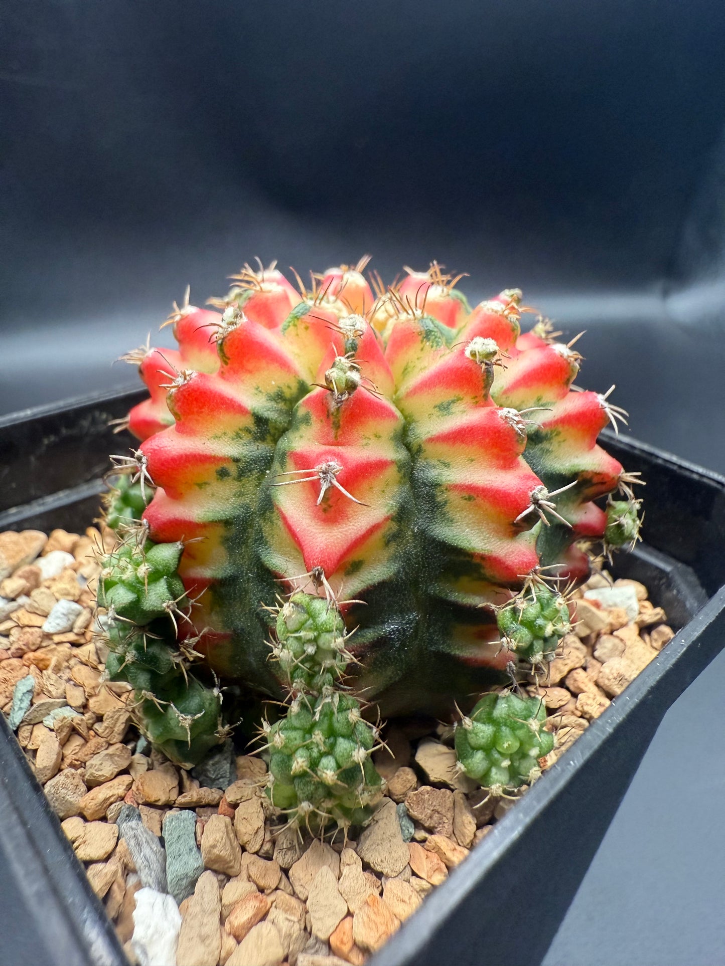 Gymnocalycium CV Taiwan Multicolor Clone