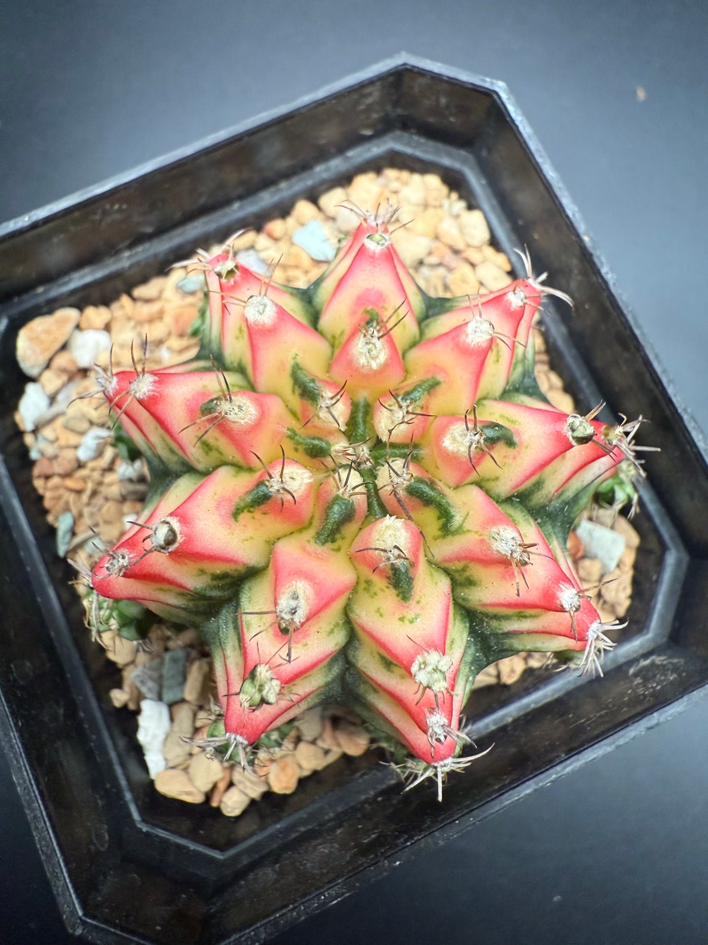 Gymnocalycium CV Taiwan Multicolor Clone