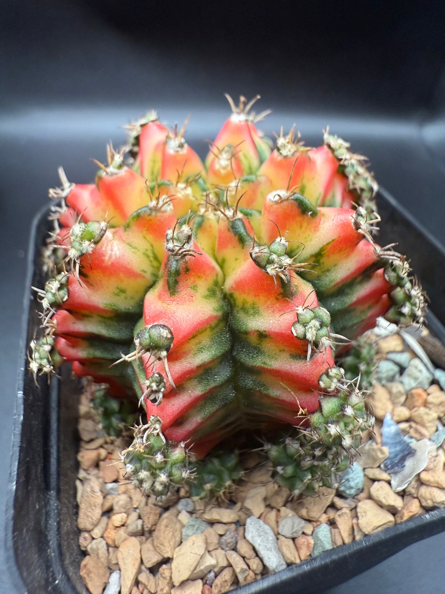 Gymnocalycium CV Taiwan Multicolor Clone