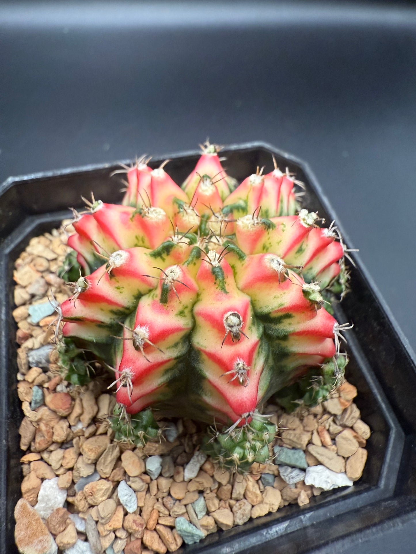 Gymnocalycium CV Taiwan Multicolor Clone