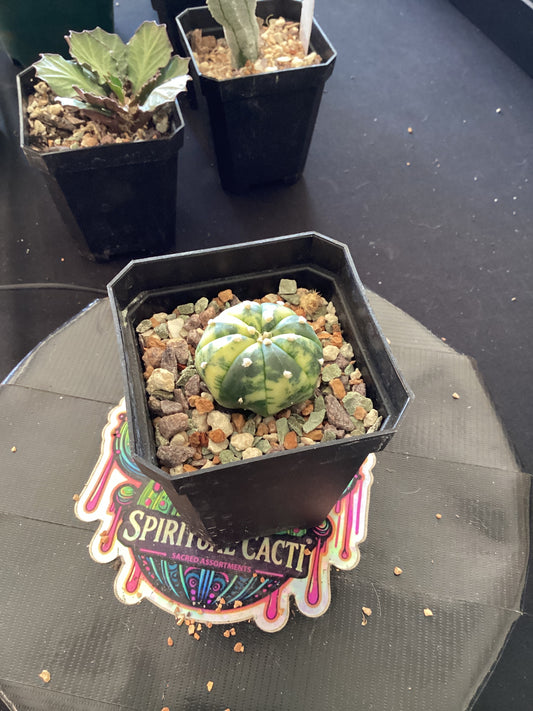 🌵 Astrophytum asterias Variegata — Premium Marbled Variegated Form