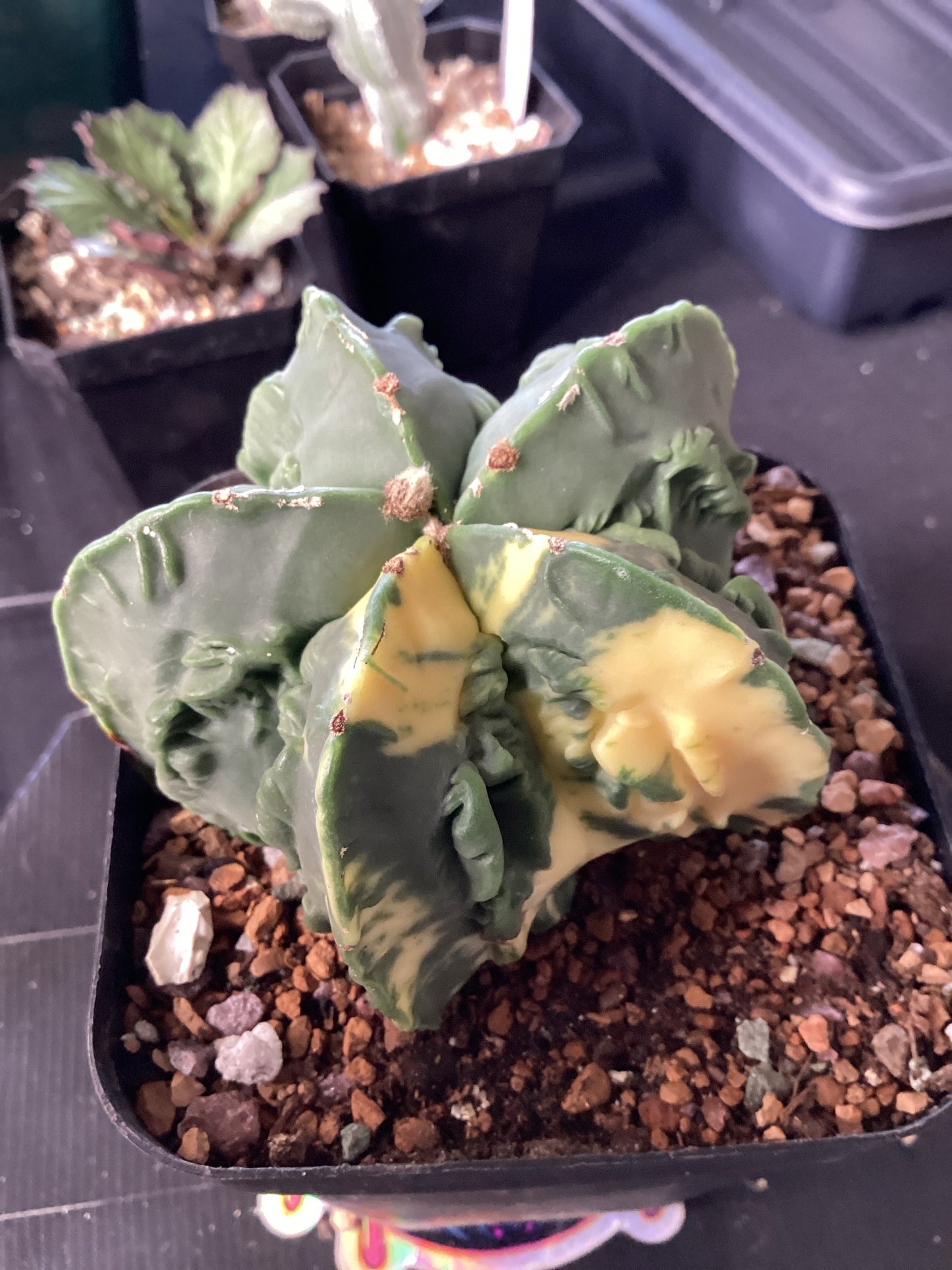 Astrophytum Myriostigma ‘Fukuju’ Variegata — Rare Ribbed Bishop’s Cap Cactus