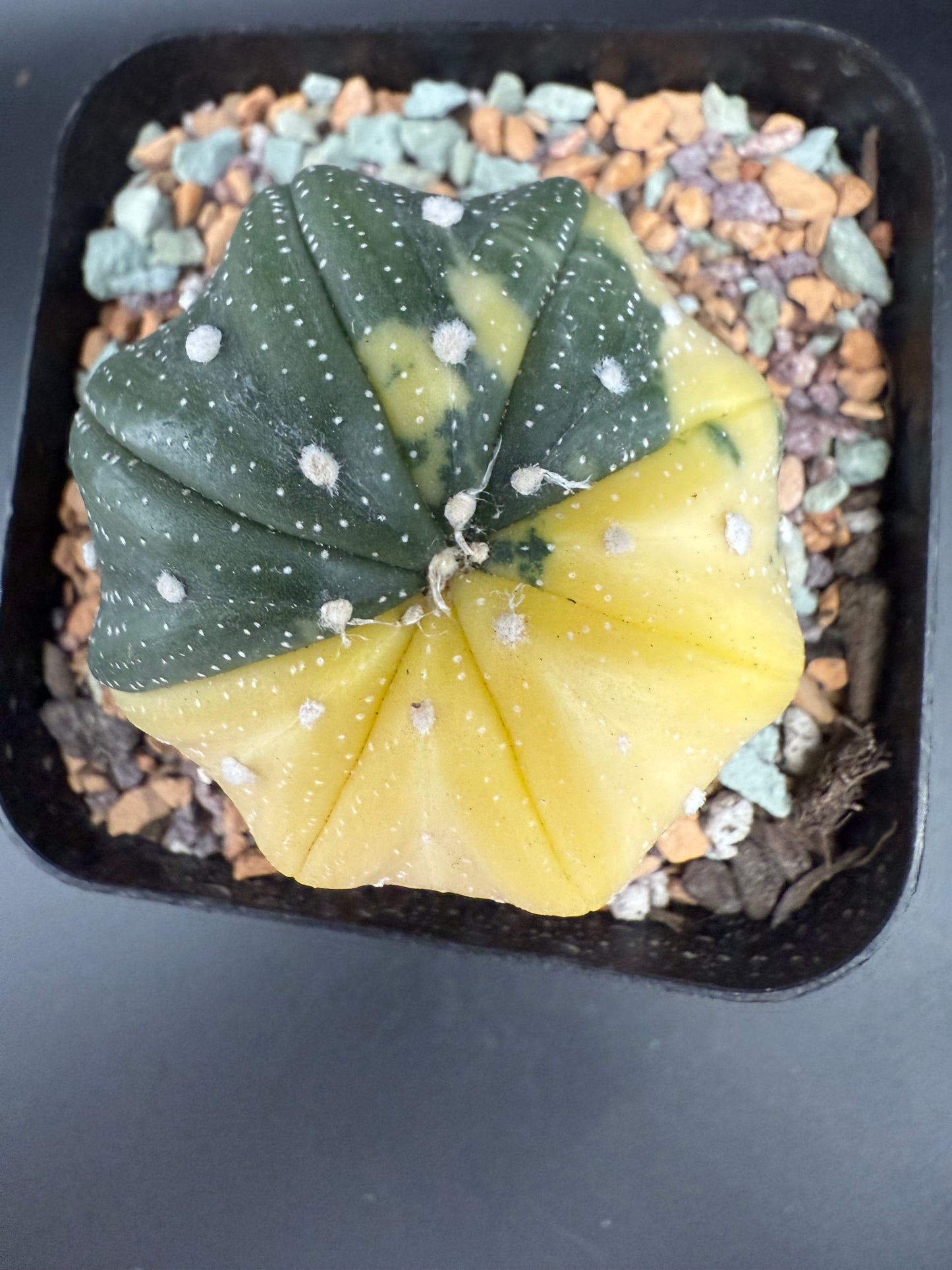 Astrophytum asterias variegata
