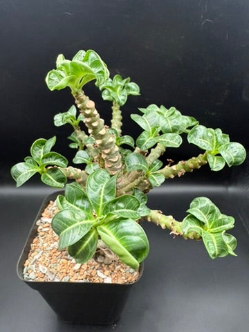 アデニウム ドーセットホーン DHA Adenium Dorset Horn - DHA – Spiritual Cacti