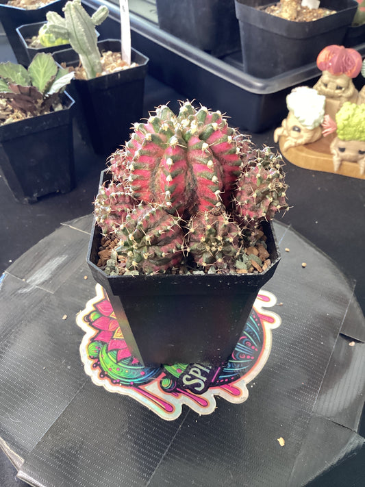 Gymnocalycium mihanovichii ‘T. rex’ — The Armored Jewel of the Desert