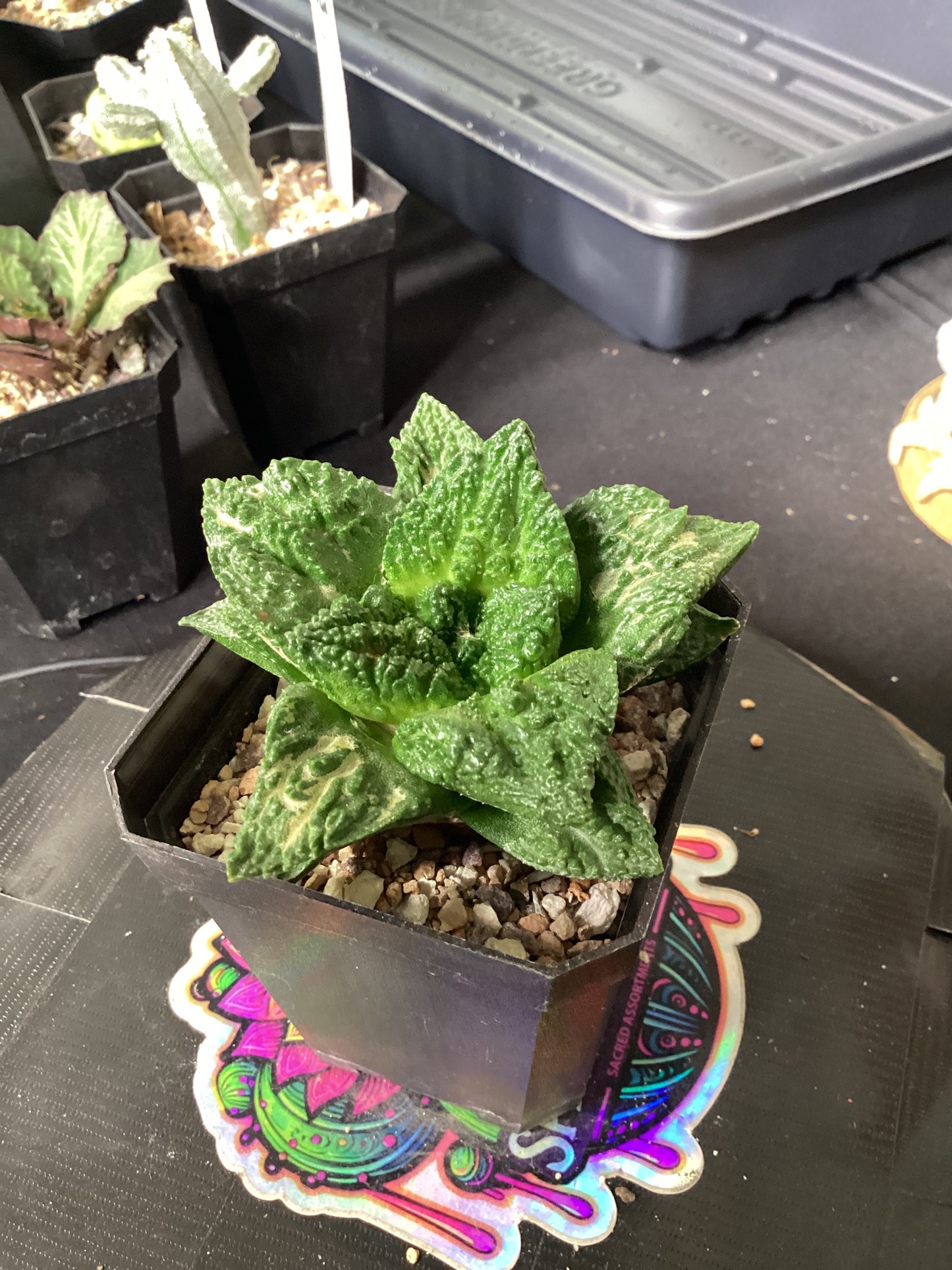 Ariocarpus fissuratus ‘Godzilla’ — The Ancient King of Stone and Time