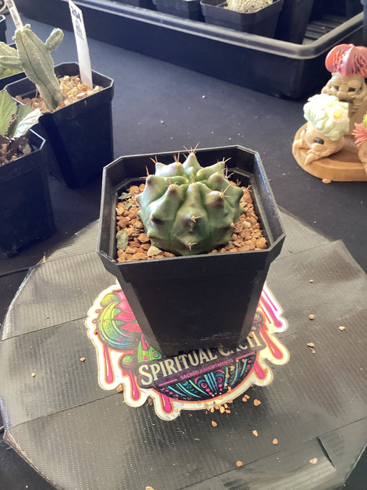 Gymnocalycium “Purple Nebula” — Deep Cosmic Purple Collector’s Form