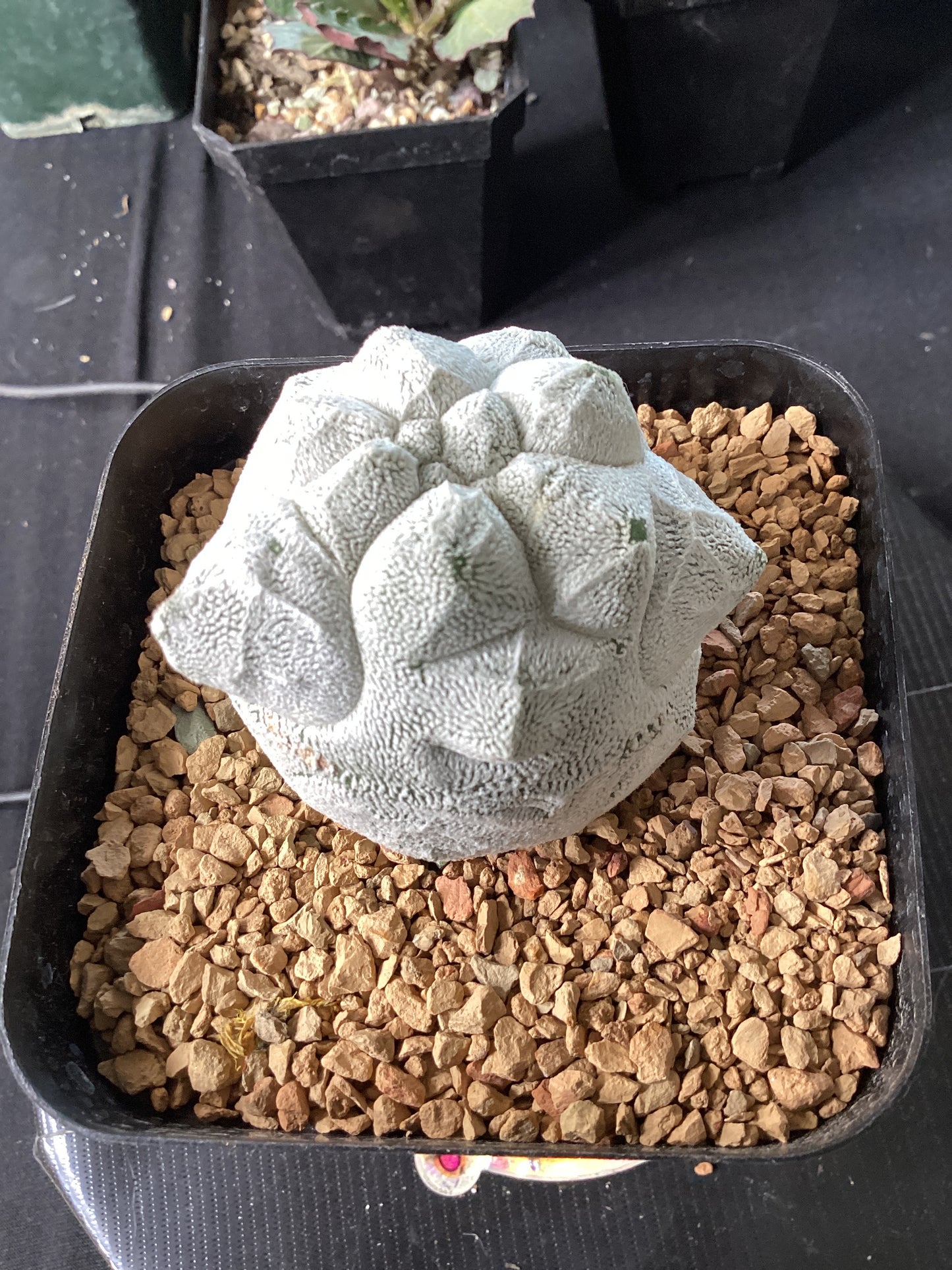 Astrophytum myriostigma ‘Kikko Coholense Fukuju’