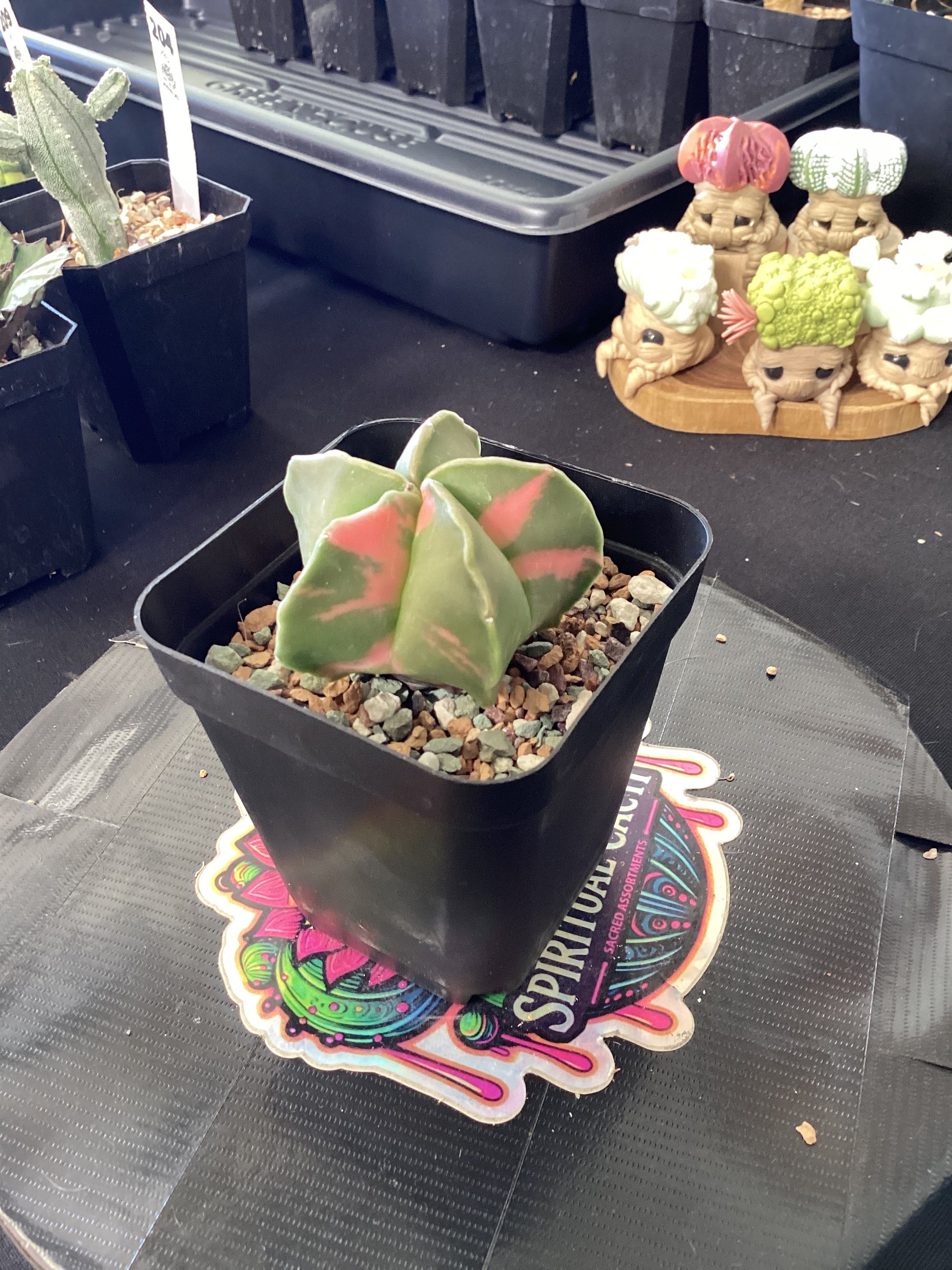 astrophytum myriostigma variegata Astrophytum Myriostigma — Pink Variegated Form