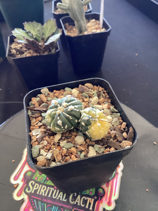 🌵 Astrophytum asterias “Line-Type Fukuju Dicot Form” — Ultra-Rare Linear + Dicot Mutation