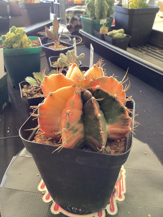 🌵 Gymnocalycium minovicii Variegata