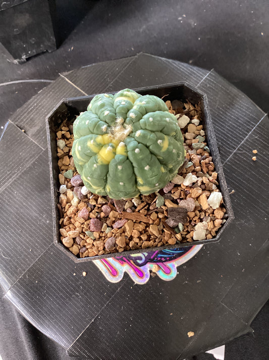 🦎 Astrophytum myriostigma ‘Lizard Skin Variegata’ — The Scaled Star of Light