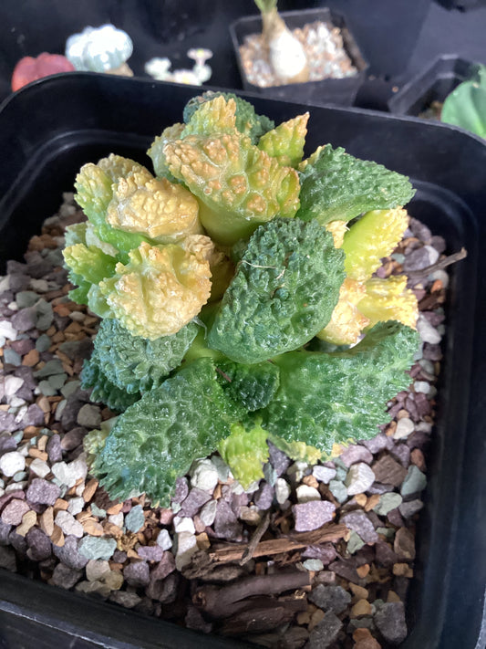Ariocarpus fissuratus cv. ‘Godzilla’ Variegata — Short Graft on Pereskiopsis