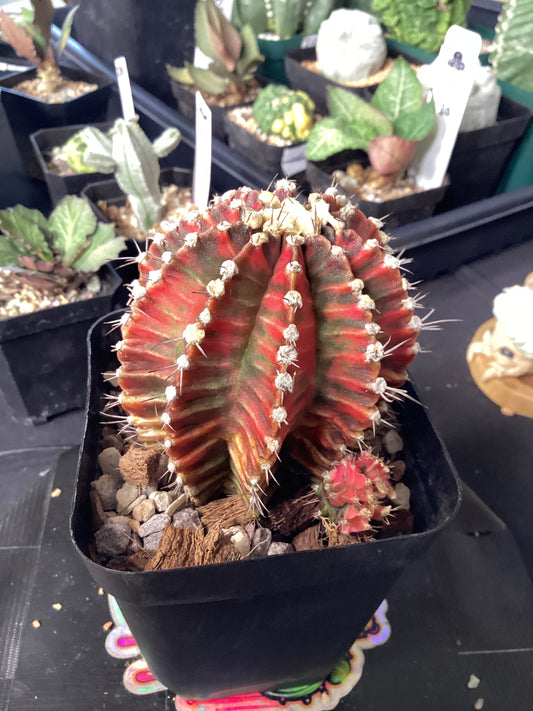 Gymnocalycium mihanovichii — Rare Color-Form Collector’s Cactus