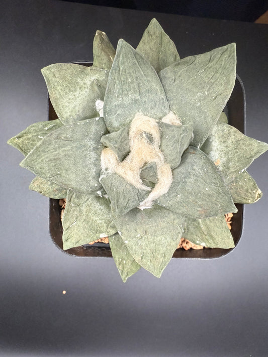 Ariocarpus frumdosus