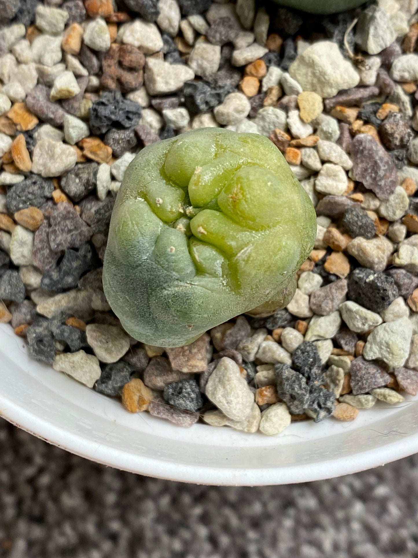 Lophophora Fricii C.V. IBO x Yatagai