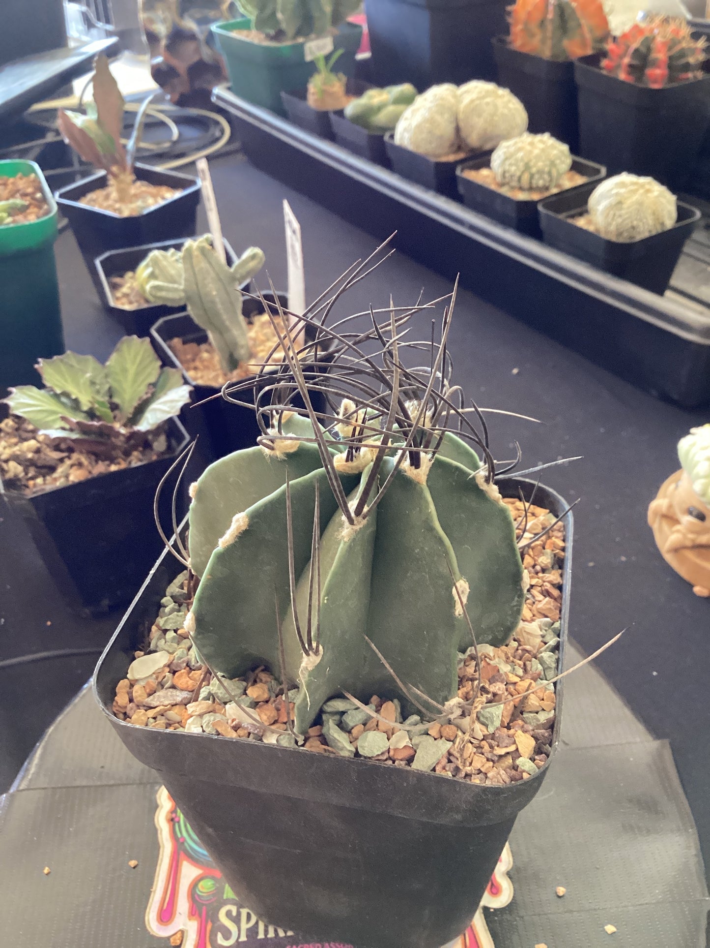 🌵 Astrophytum myriostigma “Capricorn”