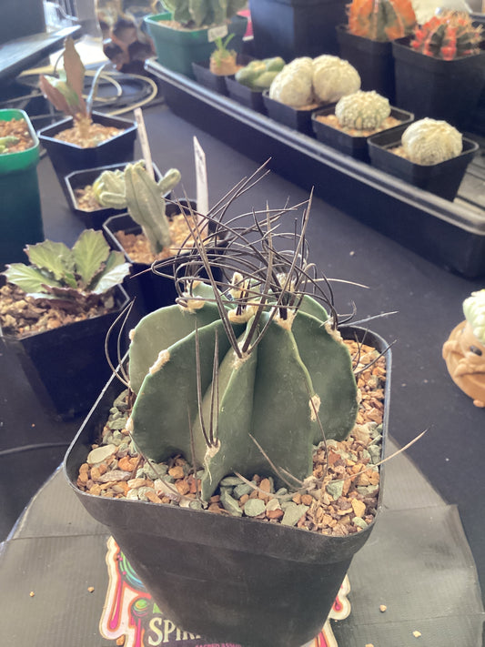 🌵 Astrophytum myriostigma “Capricorn”