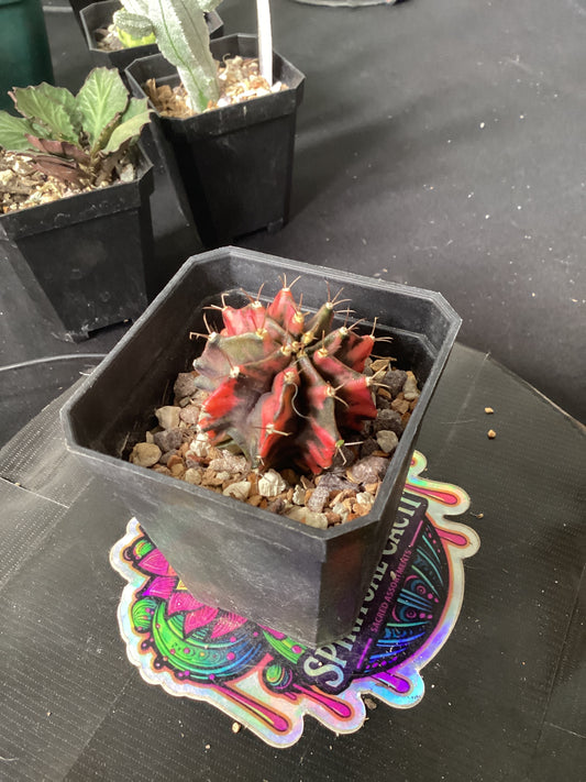 Gymnocalycium mihanovichii ‘Red Tower’ — The Flame of the Desert