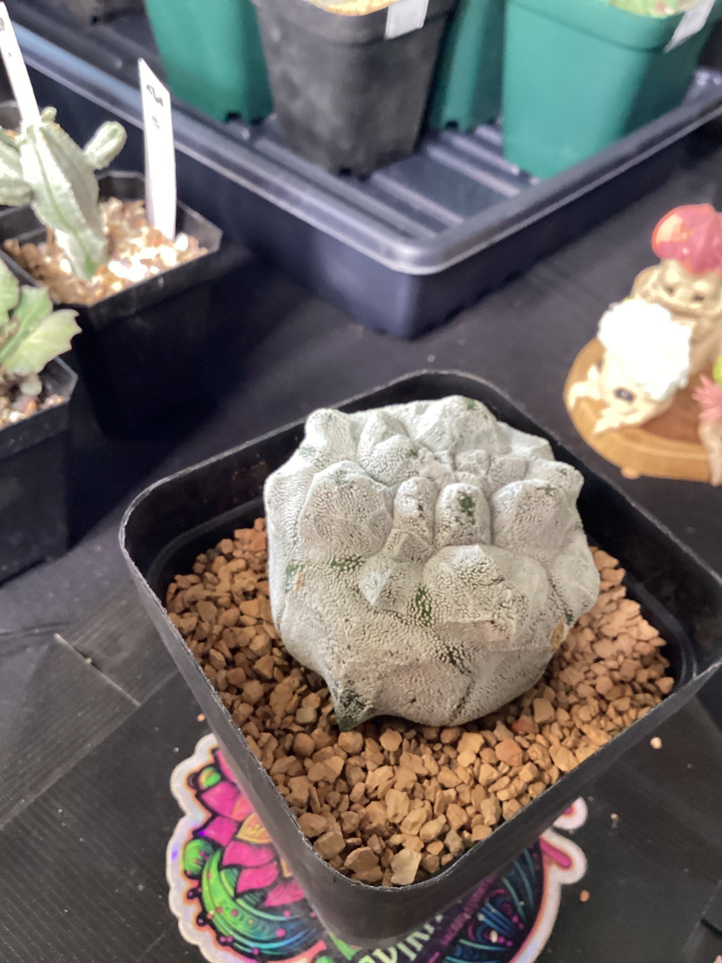 Astrophytum Myriostigma 'Kikko Coholense Fukuju' — Rare Japanese Hybri –  Spiritual Cacti