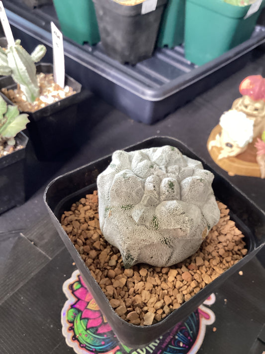 Astrophytum Myriostigma ‘Kikko Coholense Fukuju’ — Rare Japanese Hybrid Bishop’s Cap