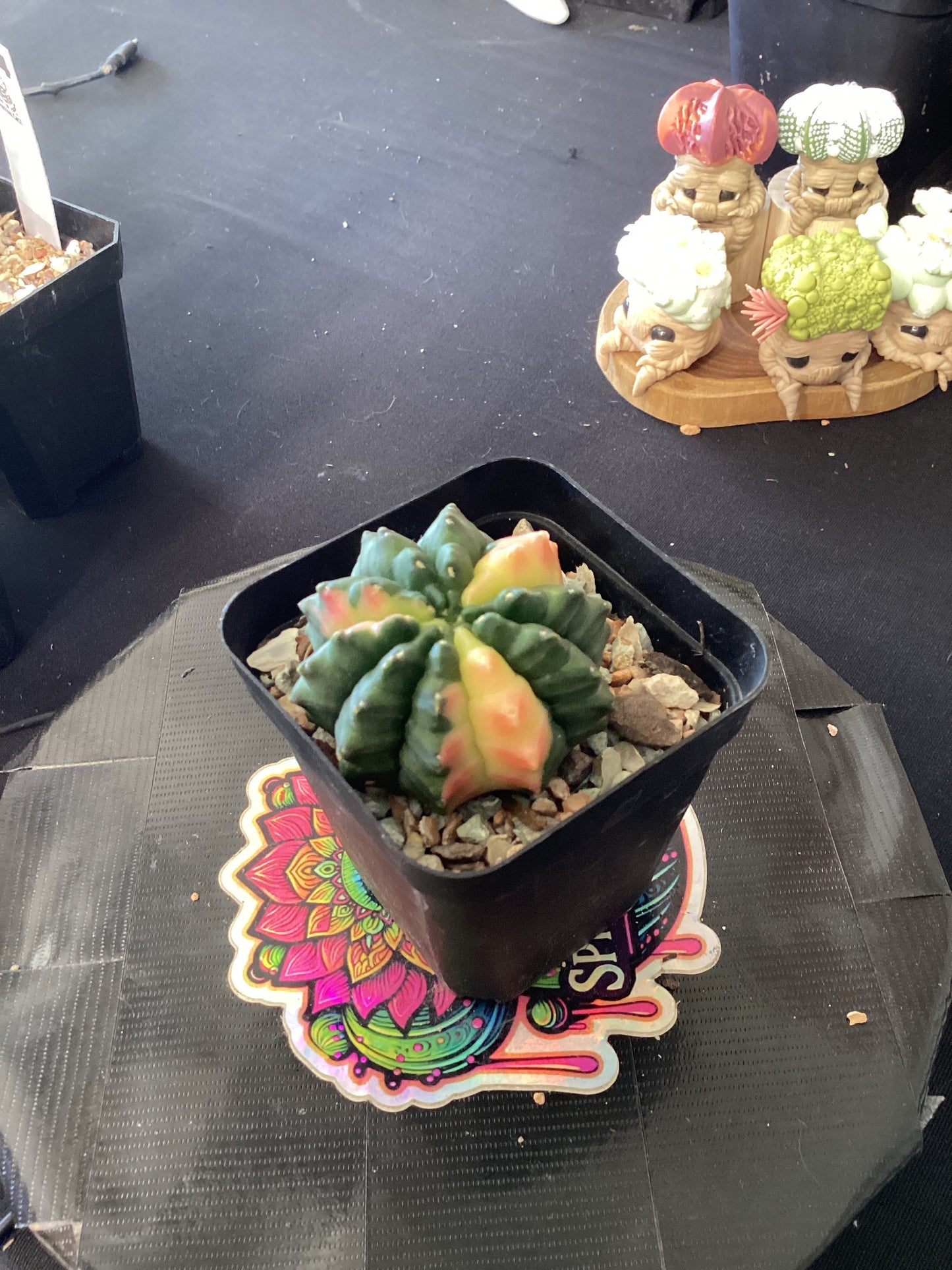 Gymnocalycium mihanovichii variegata ‘Inermis’ — The Painted Jewel of the Desert