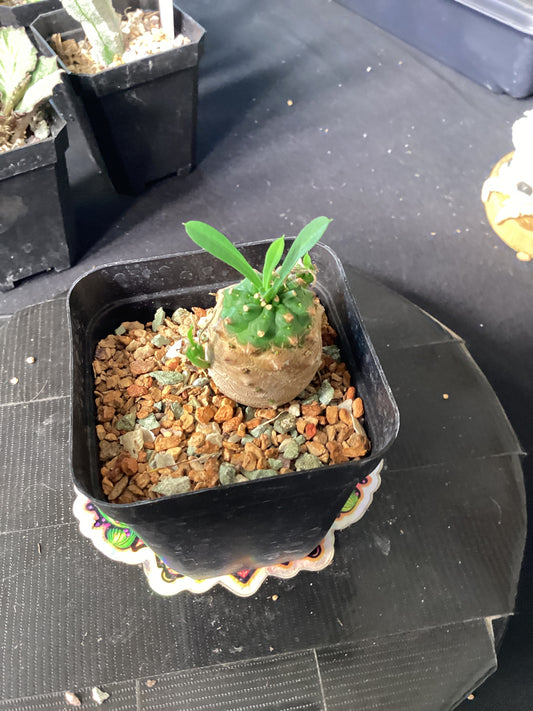 Euphorbia japonica — Rare Japanese Caudiciform Hybrid Succulent