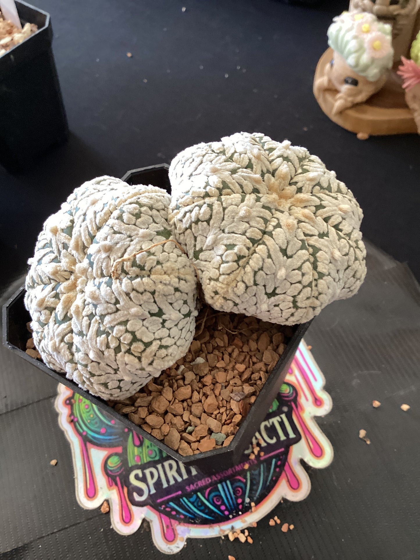 🌵 Astrophytum asterias “Dicot Form” — Rare Symmetry Mutation