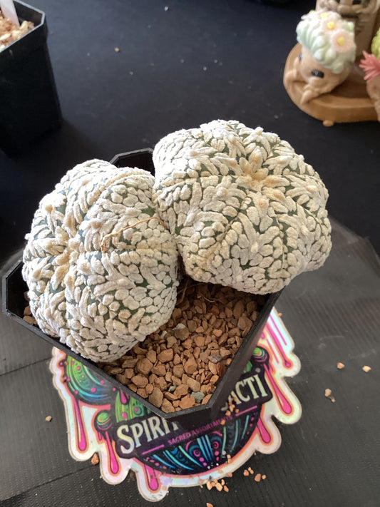 🌵 Astrophytum asterias “Dicot Form” — Rare Symmetry Mutation