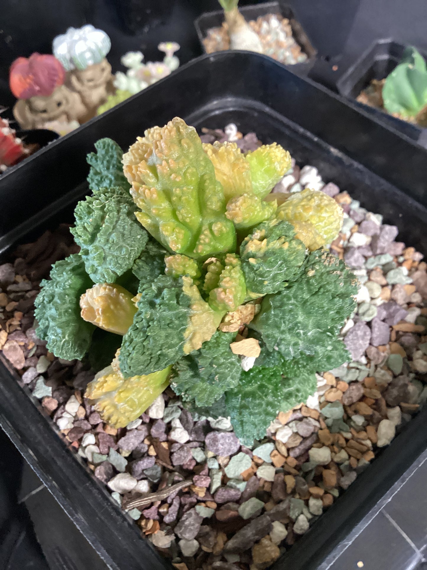 Ariocarpus fissuratus cv. ‘Godzilla’ Variegata — Short Graft on Pereskiopsis