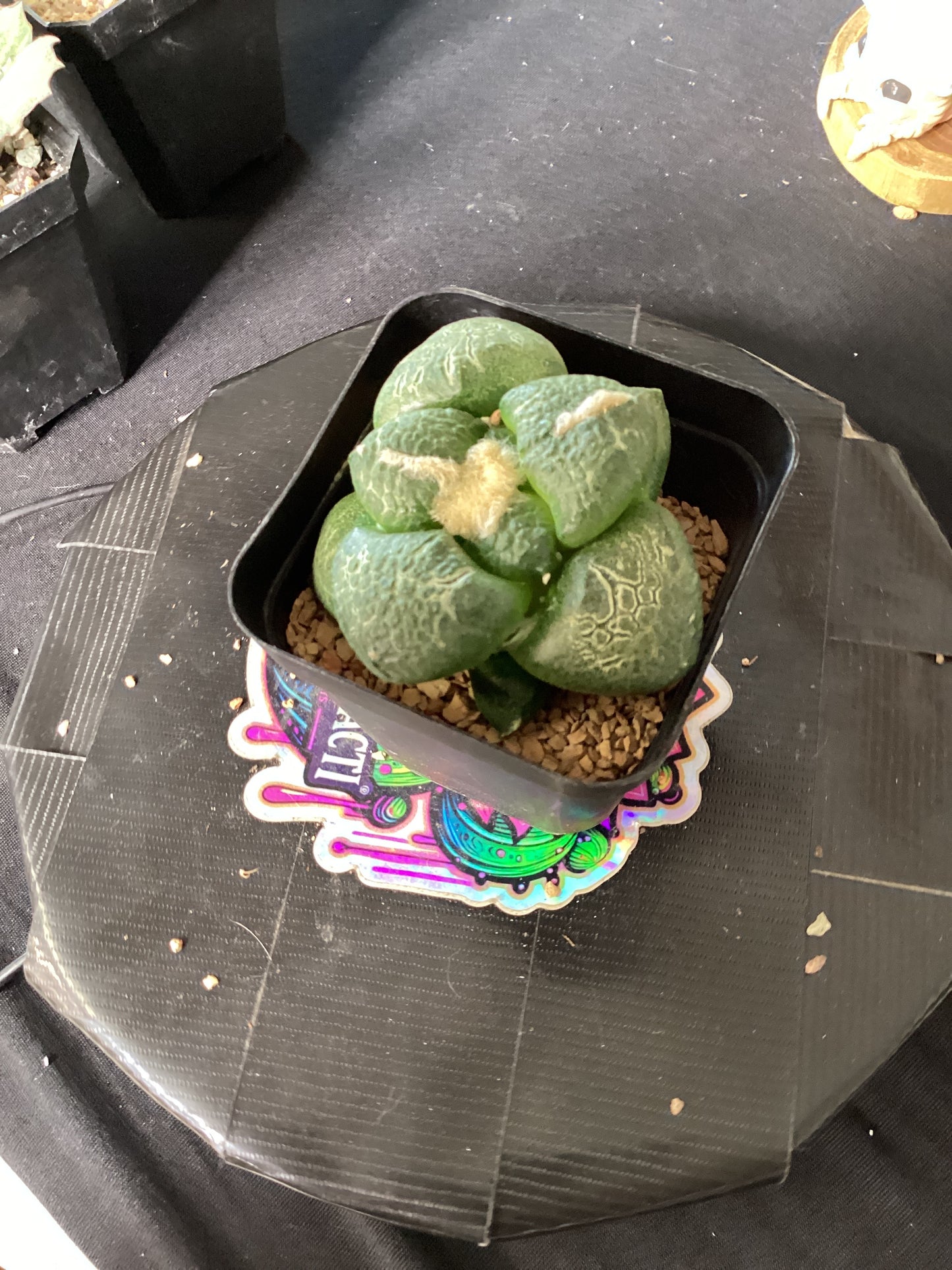 Ariocarpus lloydii — Rare Mexican Living Stone Cactus