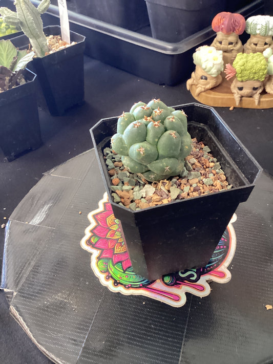 🪨 Coryphantha titan — The Giant of the Desert