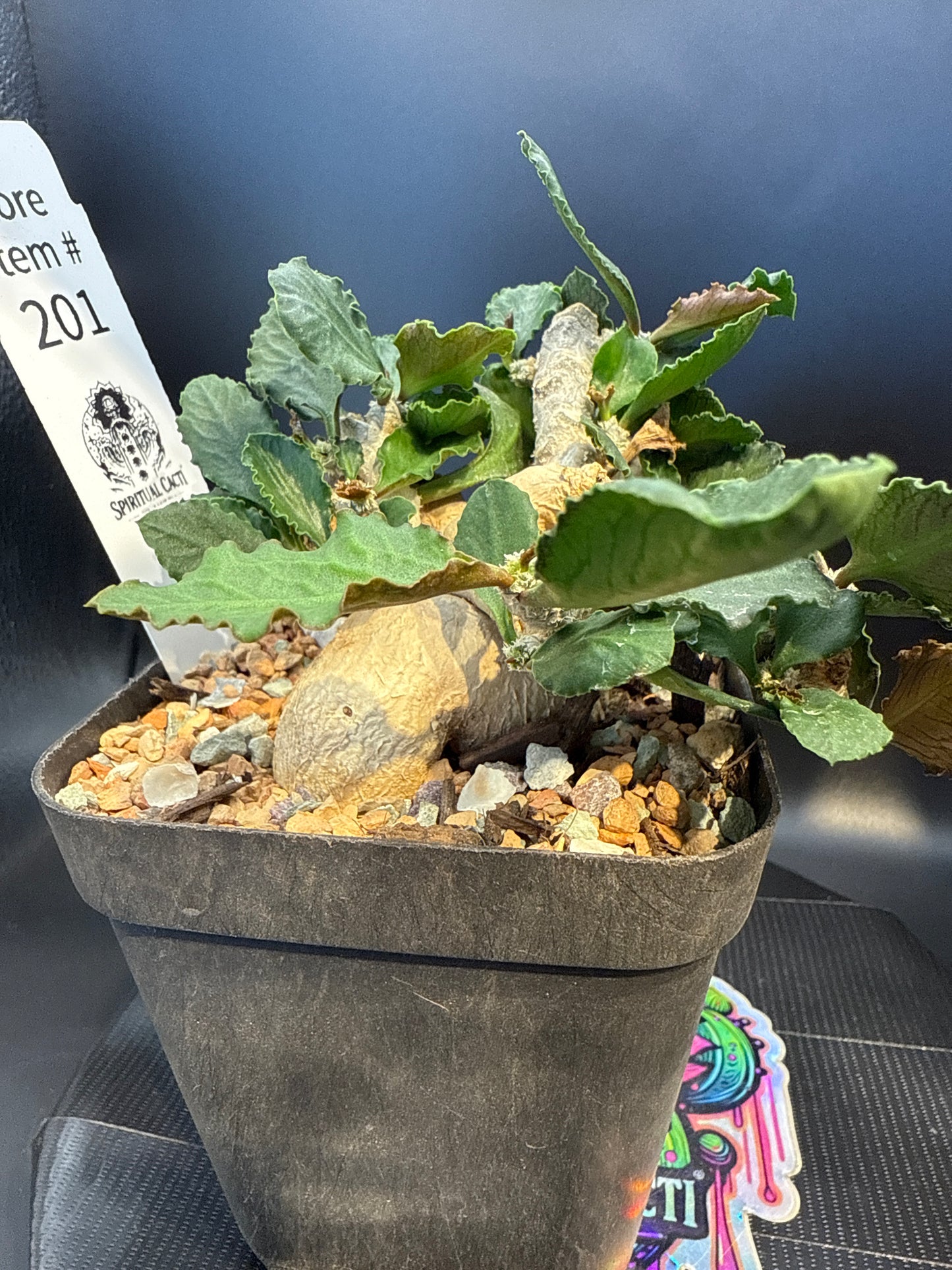 Euphorbia ambovombensis show plant