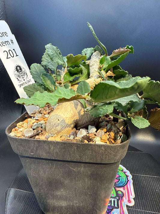 Euphorbia ambovombensis show plant