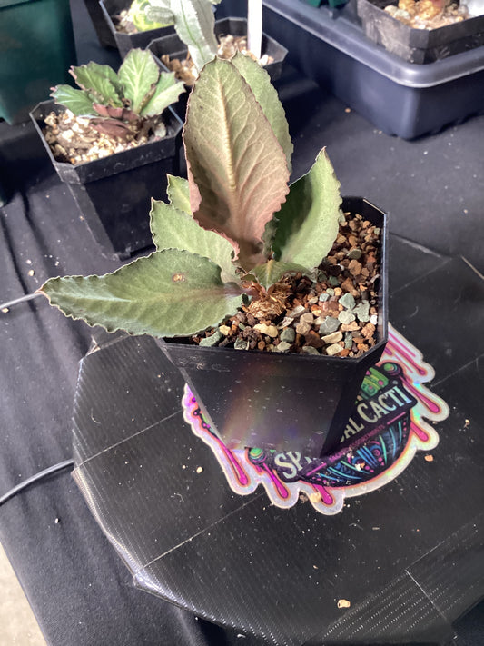 Euphorbia francoisii — Rare Madagascan Caudiciform Succulent