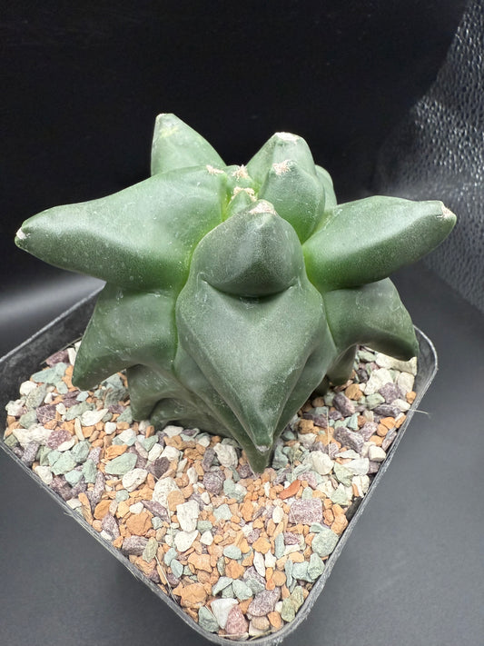 Astrophytum Myriostigma Super Kikko