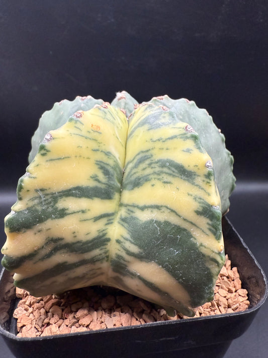 Astrophytum Myriostigma Kikko