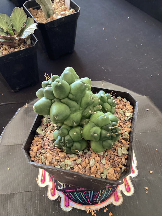 🤖🌵 Gymnocalycium “Transformer” — Sculpted Rib Mutation with Dynamic Form
