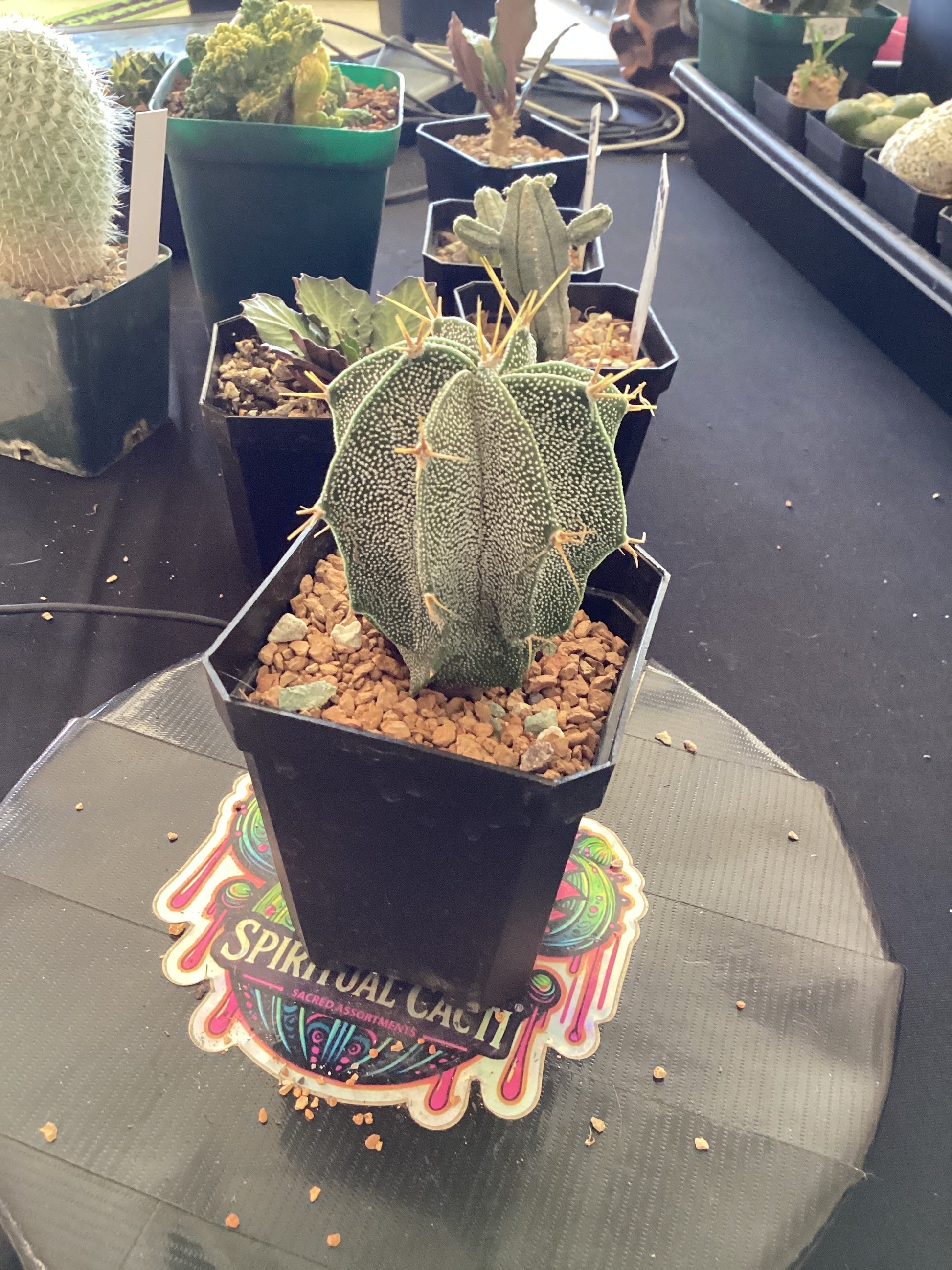 🌵 Astrophytum ornatum — Regal Star Cactus with Bold Rib Patterning –  Spiritual Cacti