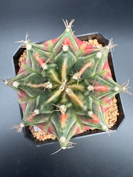 Gymnocalycium C.V.  Little Rabbit
