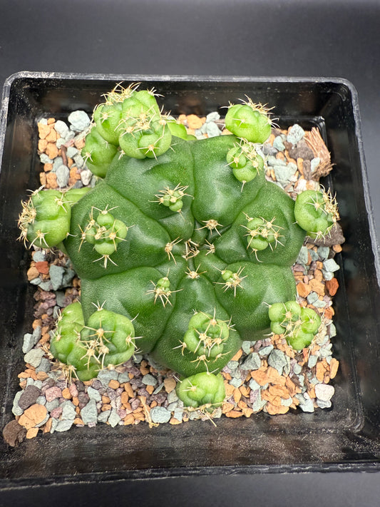 Gymnocalycium CV Green Marble with Pups