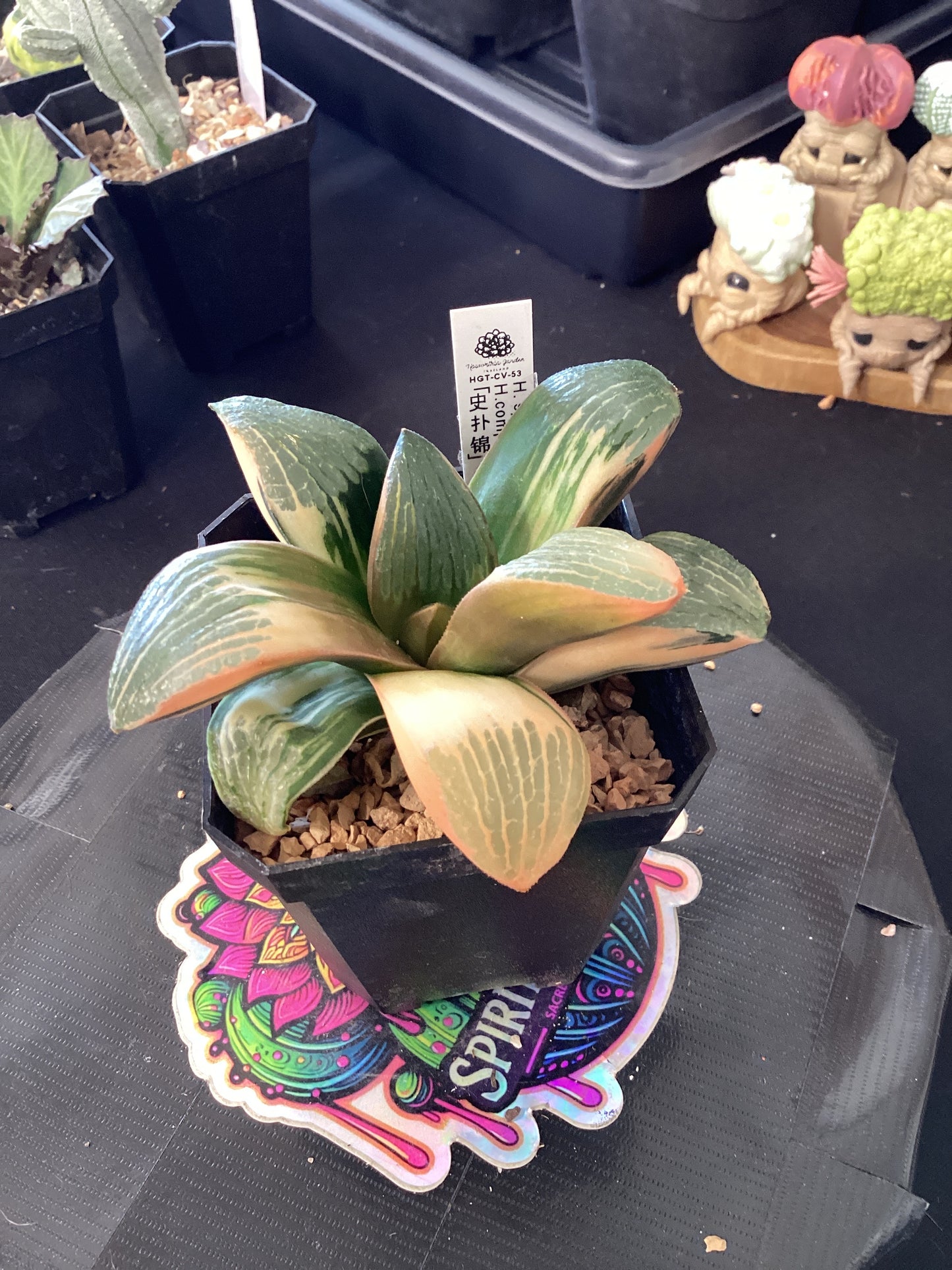 🌿 Haworthia springbokvlakensis × comptoniana variegata — The Glass Jewel Hybrid