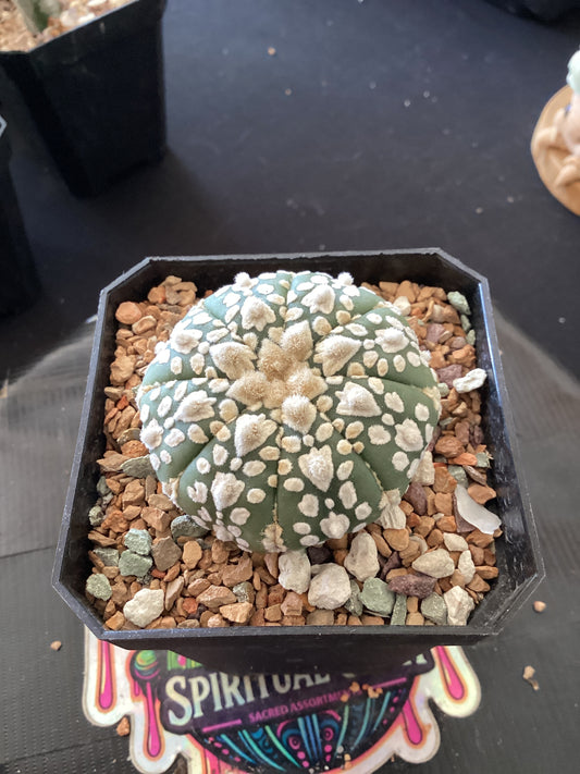 🌵 Astrophytum asterias — Premium Button Star Cactus