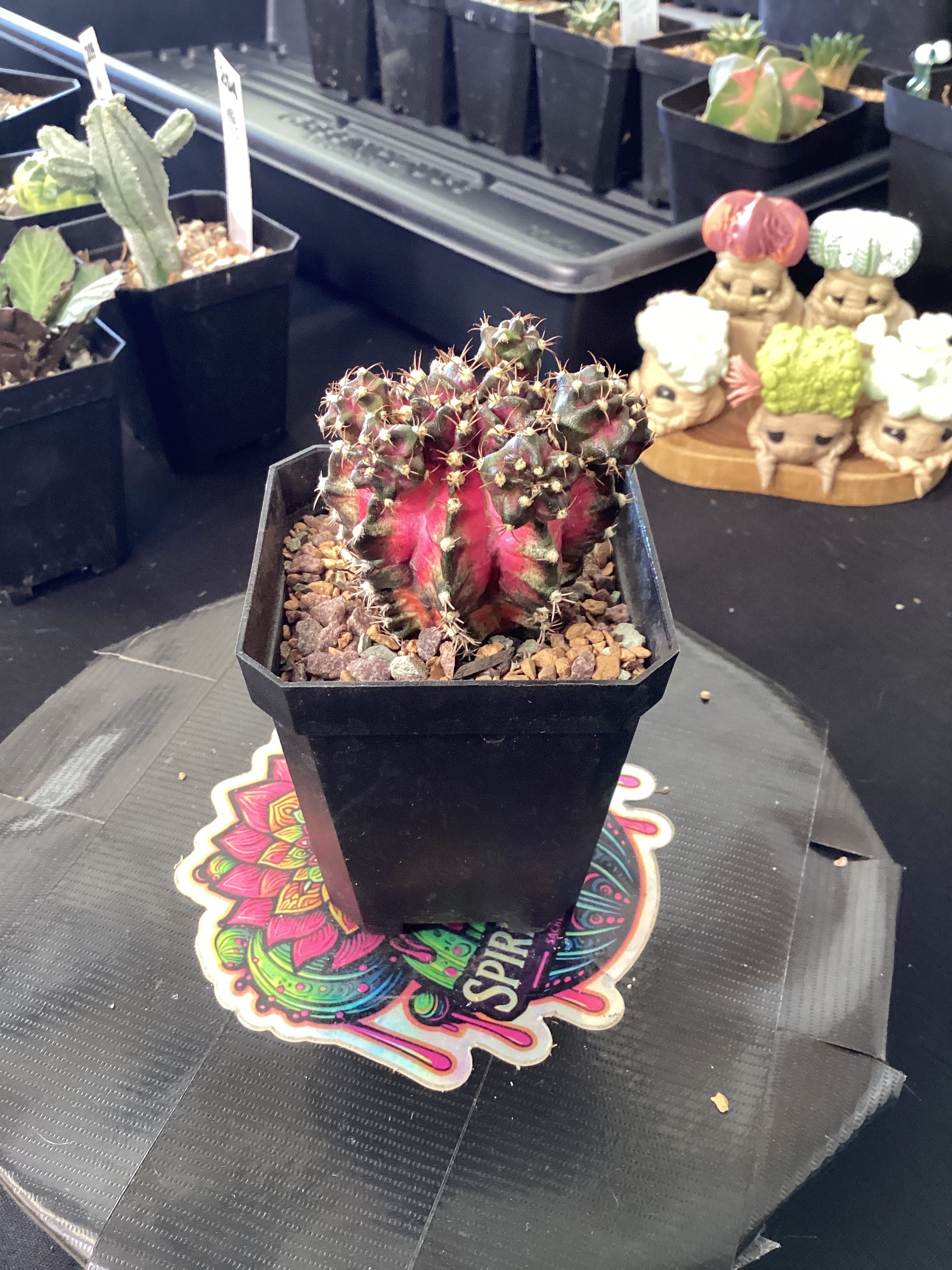 gymnocalycium t-rex Gymnocalycium mihanovichii 'T. rex – Spiritual Cacti