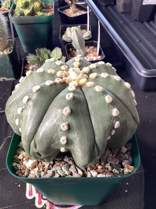The 8-rib Astrophytum ‘Fukuju’