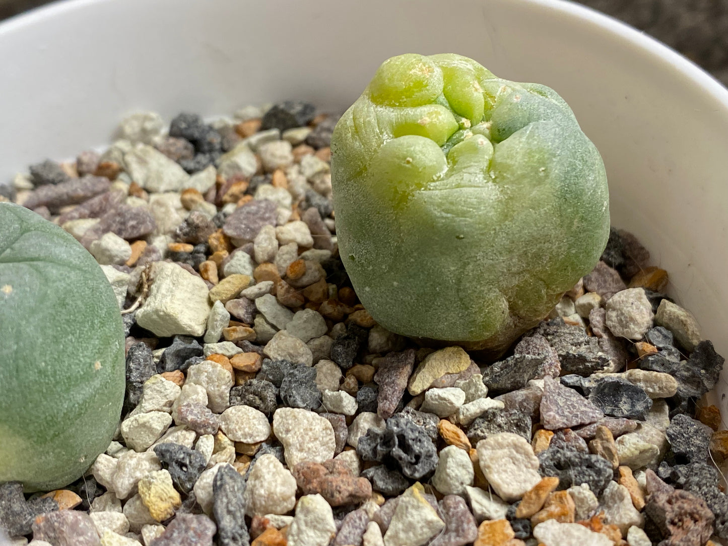 Lophophora Fricii C.V. IBO x Yatagai