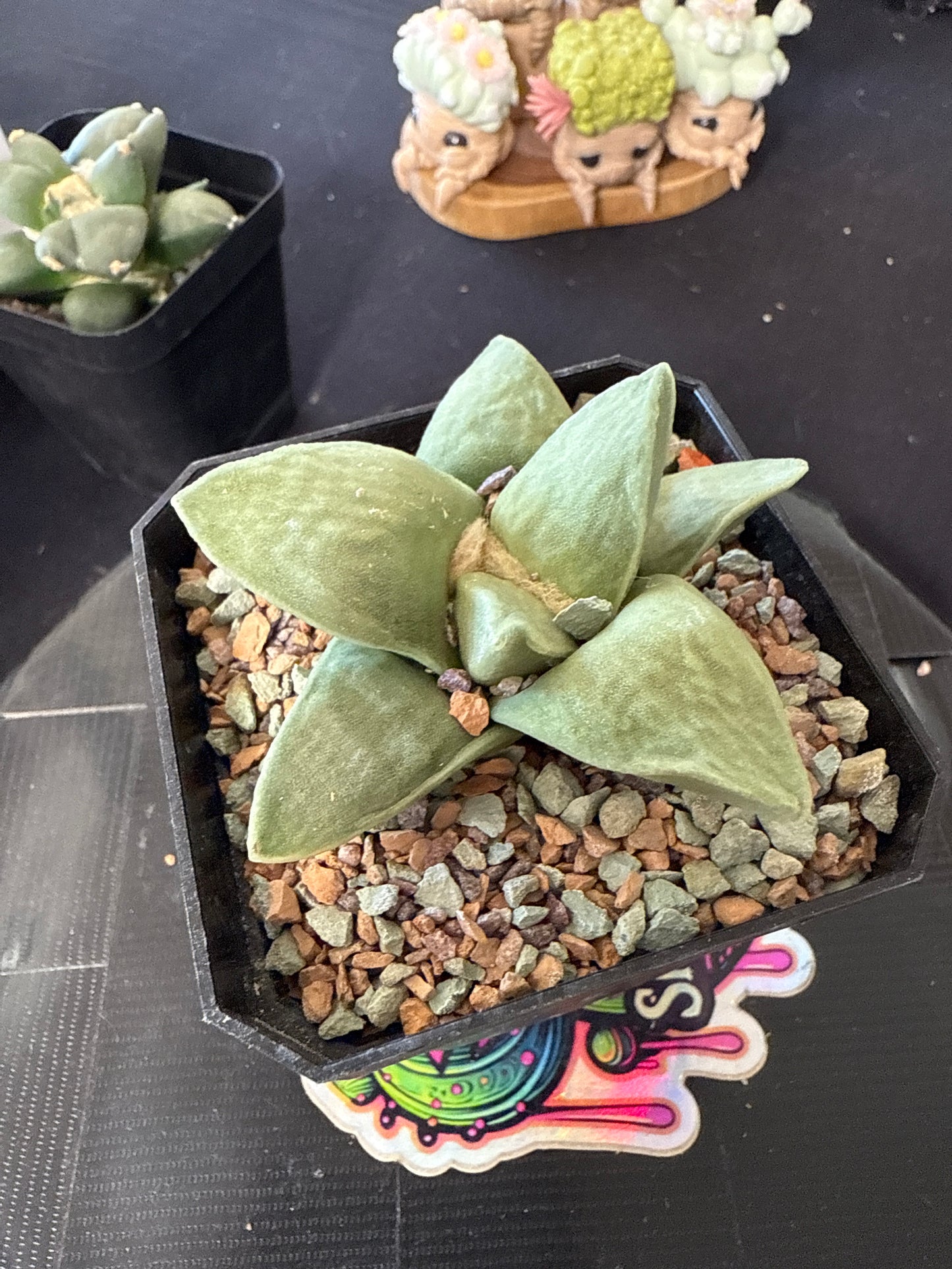 Ariocarpus fromdosus