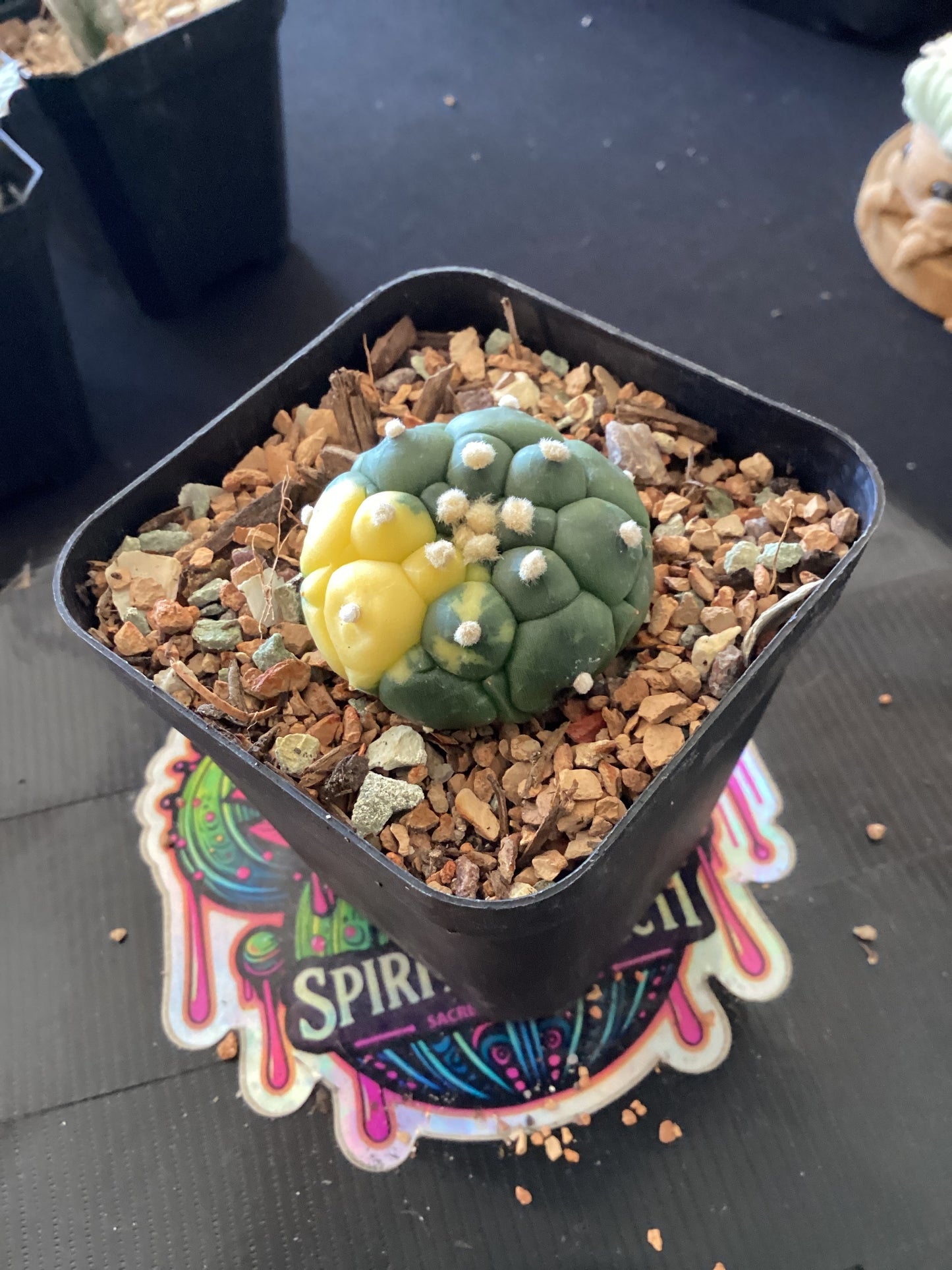 🌵 Astrophytum asterias “Kikko Variegata” — Rare Armored Variegated Form
