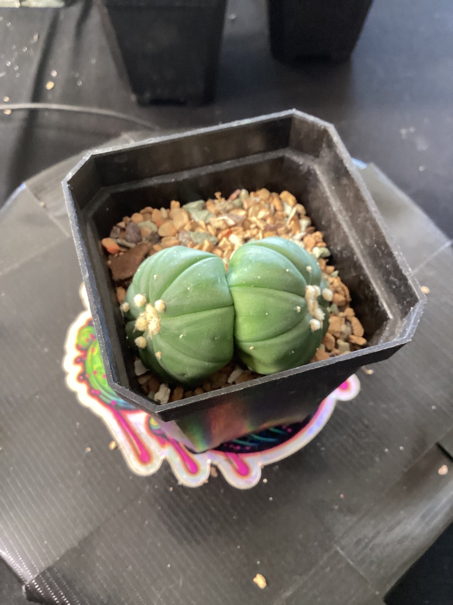 🌿 Astrophytum myriostigma nudum ‘Dicot’ — The Minimalist Star of the Desert